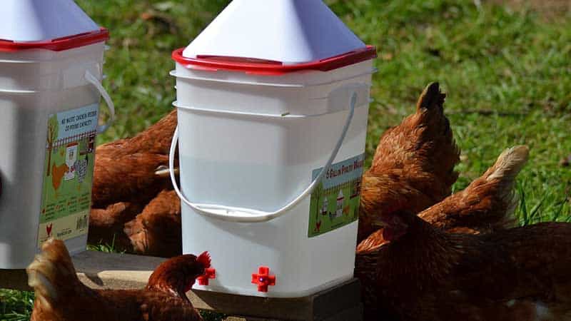  9 Best Chicken Watering System with Editorial Rating: 