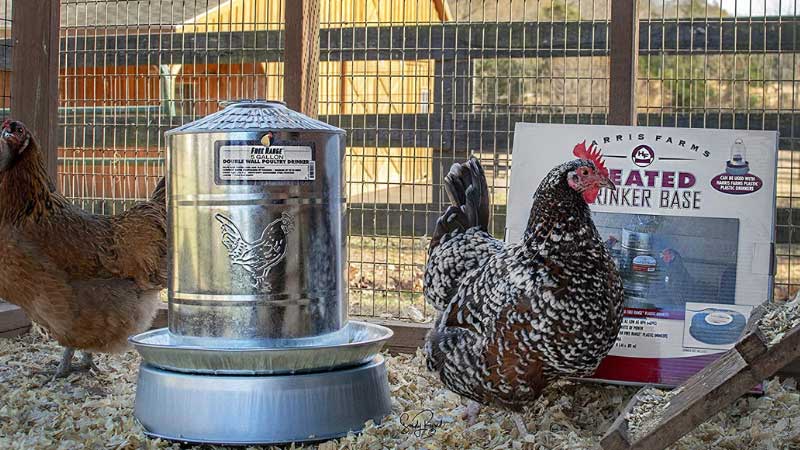  Reviews of the 5 Best Heated Chicken Waterer: 