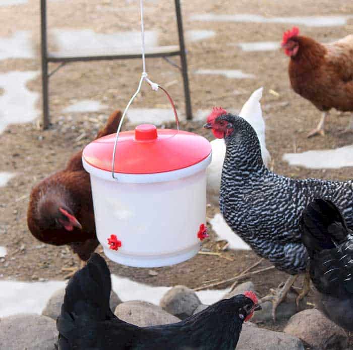 Heated Chicken Waterer